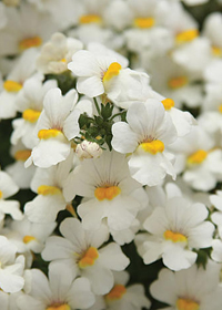 Nemesia Sunsatia 'Coconut'